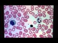 Blood Components and Functions