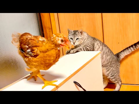巨大ヒヨコと猫が1ヶ月ぶりに対面したらとんでもないことに。。