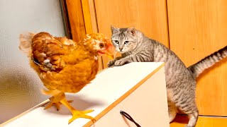 動画サムネイル