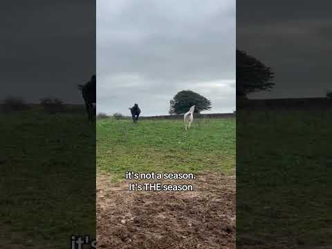 #horse #horses #equestrian #equestrians #horsegirl #pony #ponies #horseriding #horsepower #equine