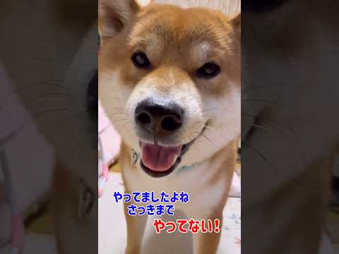 柴犬劇場