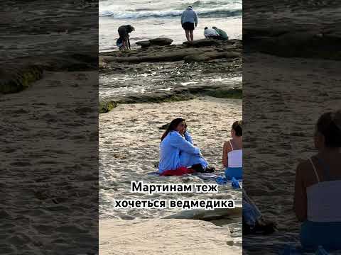Мартин вкрав дитячу іграшку #funny #seagull
