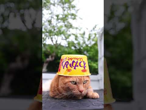 猫の動画サムネイル - わかめラーメン　しじみだし・みそ　250716　#のせ猫　 #cat #cute #ネコ　 #ねこ　 #猫のいる暮らし　 #kitten　 #猫のいる生活　 #cutecat