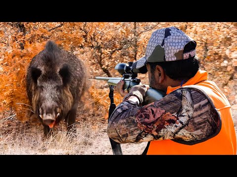 GIANT WILD BOAR CHARGE! Breathtaking Moments, Incredible Rifle Shots!