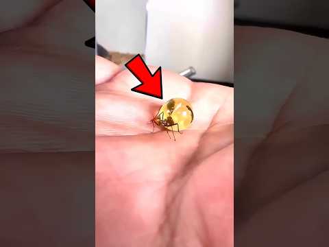 This Ant Is a Living Sugar Jar ๐๐ซ