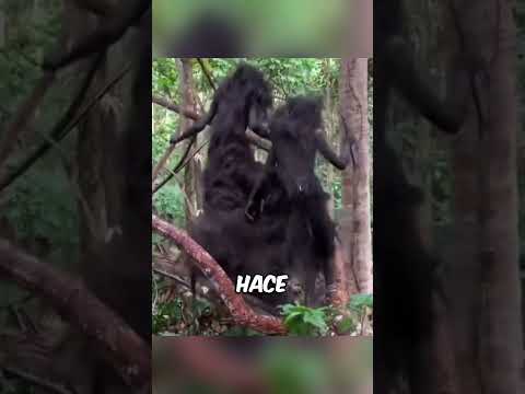 Hallan criaturas extrañas
