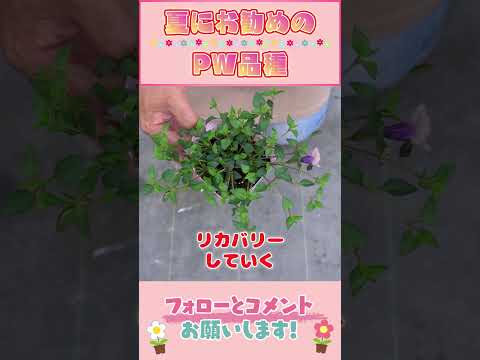 スーパートレニア ｂｙ園芸チャンネル 810 #園芸 #ガーデニング #初心者