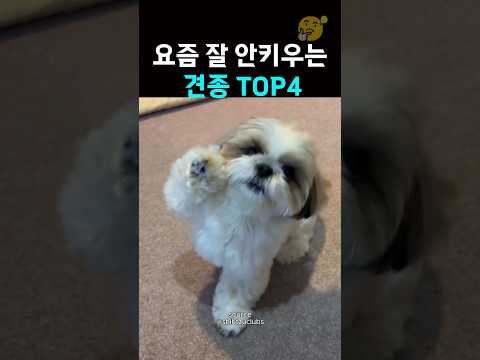요즘 인기 없어진 견종 TOP 4
