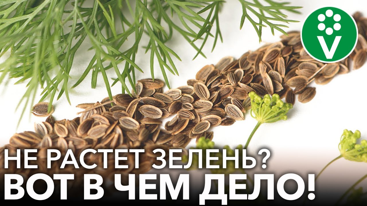 7 нельзя при выращивании укропа и петрушки! Почему зелень растет хилой и невкусной?