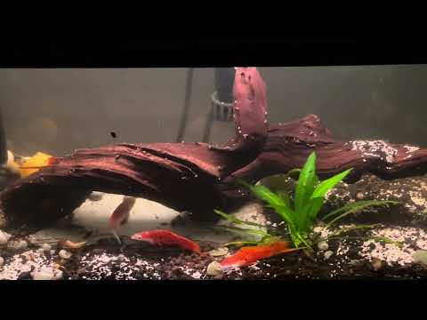 More on the Swordtails Tank 