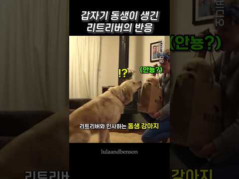 갑자기 동생이 생긴 리트리버의 반응
