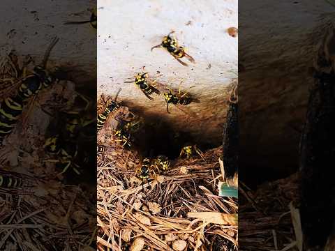 AGGRESSIVE Yellow Jackets Underground Nest ATTACK! #fyp #viralvideo #hornetking