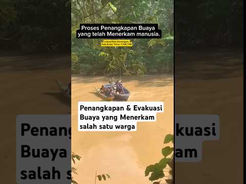 Pen4ngkapan Bu4y4 yang M3n3rk4m salah satu warga. #buayakalimantan #buaya #kaltim