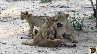 NTSEVU PRIDE AND 12 CUBS LONDOLOZI GAME RESERVE