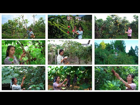 The strange fruits in the mountains are all here, and picking them is a particularly joyful thing