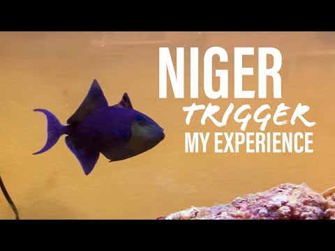 Niger Triggerfish - My Experience Keeping Them Aquascaping 101 - Plants + Exotics + Reef

Live Aquarium Plants For Sale  (AQUASCAPING 101 ETSY) - h