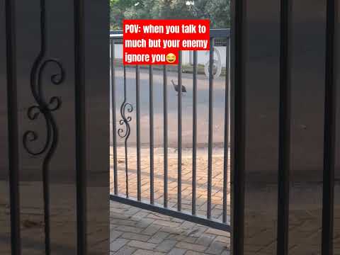 Aw! Aw! #hahaha #shortsvideo #nature #dogs #shorts #animals #shorts #naturelovers