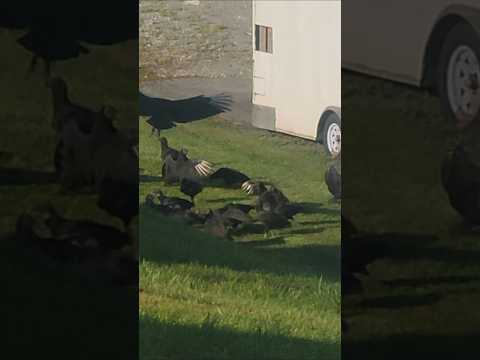 Vultures Fight Over What? #blackvultures #scavengers #natureisbrutal