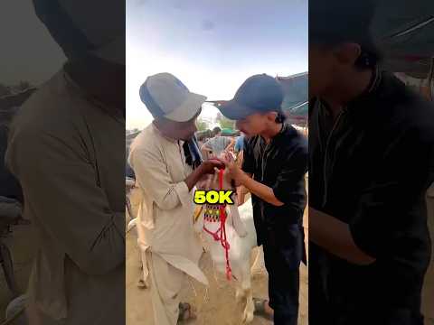 Bakra Sale Kar Diya 🤑😱 #dontmissend #bakraeid #youtubeshortsviral #bakramandi #qurbani2025