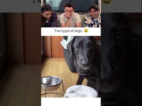 Two types of dogs😂  #tomholland #funny #trynottolaugh #reaction