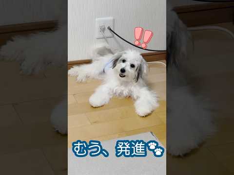 【遊んで遊んで~♪】子犬むう、カメラに突撃!!(6ヶ月)
