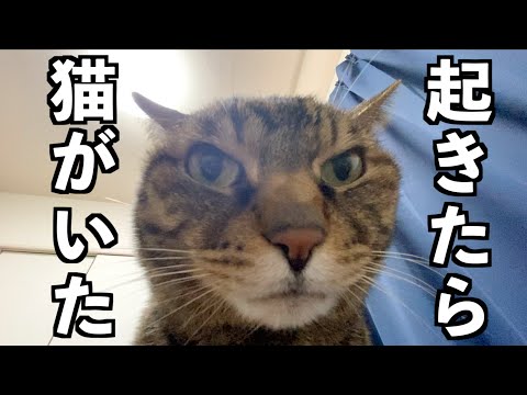 目が覚めたら目の前に猫がいてこっちを見ていた...