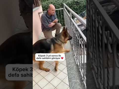 Yıllar Sonra Eski Sahibine Koştu... Unutmamış 💔🐺