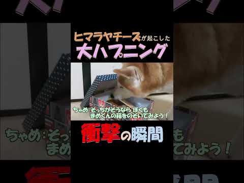 2匹に何が?ヒマラヤチーズが起こした衝撃のハプニング happening #shorts #柴犬 #shibainu #dogs #happening