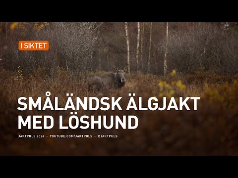 Småländsk älgjakt med löshund