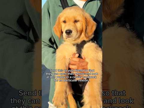 Have you seen anything cuter 🥰 #goldenretrieverpuppy #cutepuppies #puppyvideos #puppyshorts