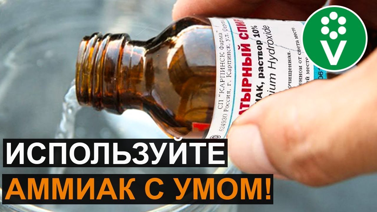 Нашатырный спирт (аммиак) ужасное средство для огорода, пока вы не добавите