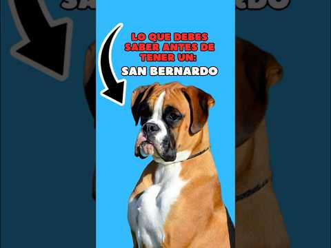 Lo que debes saber antes de tener un Boxer. #dogs #perro #miradacanina #perros #canilla #mascotas