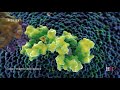 Mitochondrial Function and Structure