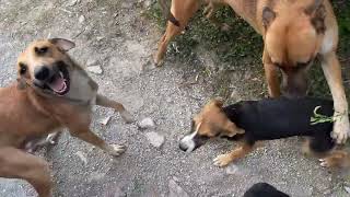 Zona rural. Quiero llevarme a ese cachorro .. 🤷🏻‍♂️