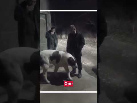 Never Put Your Hand Over An Unknown Dog!