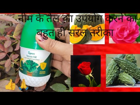  गजब का एक तेल (Neem Oil )जिसके अनेक लाभ हैं!!इस तेल के अद्भुत लाभ#gardeningbyrc 