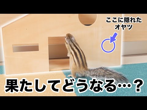 シマリス、意図的に隠されたおやつならすぐ食べる説