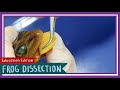 Frog Anatomy and Physiology