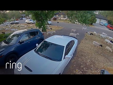 Army of Escaped Sheep Trod Through Man’s Front Yard! | RingTV