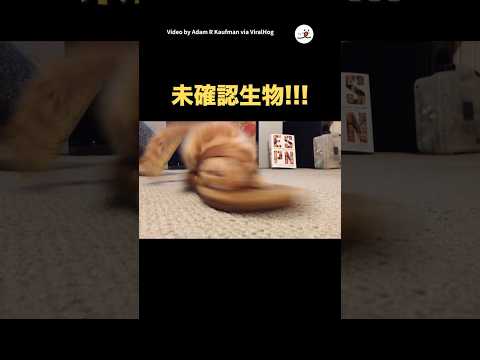 猫の動画サムネイル - 現れたのは…?｜PECO