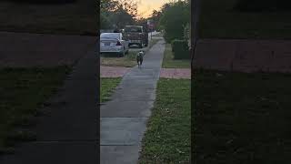 120lbs of lovable Scrappy running at the neighbors lol🐶😍🤣