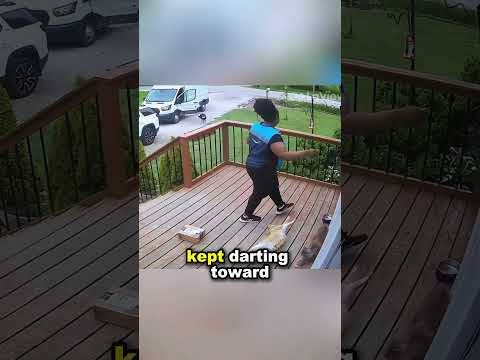 Driver confronts a husky while delivering!