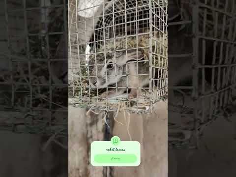 #bhojpuri #rabbit #love #haryanvisong