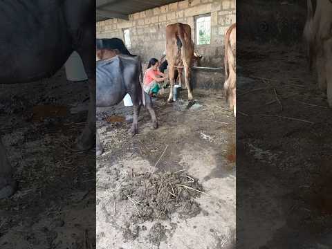 Buy Ghee with Video Proof - Order #41 Ghee Making Video