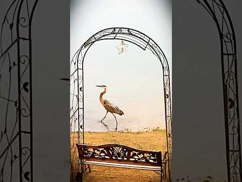 Green heron’s aquatic ramp walk owns the waterfront 🪿🌊