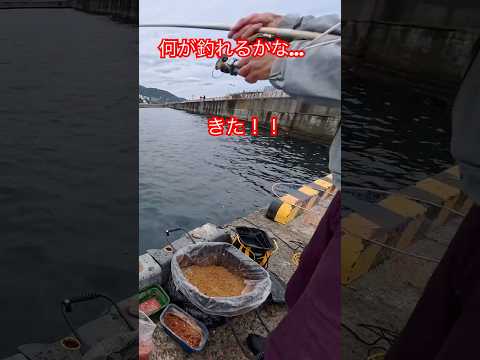 熱海 釣り🎣久々の釣り😄 #釣り #japan #fishing #大魚 #猫好き#熱海#海釣り#海#黒鯛#メジナ#魚#魚釣り#釣竿#ダンゴ釣り#サンノジ#イスズミ#刺身