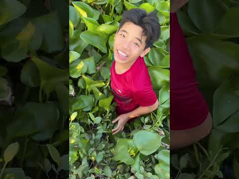 Nữa #nhanhtv #shofts