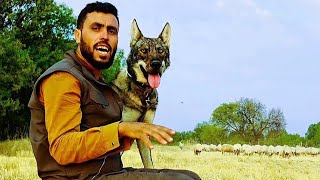 الذيب العربي وراعي الغنم