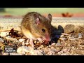 Genetically Engineered Mice and Lyme Disease
