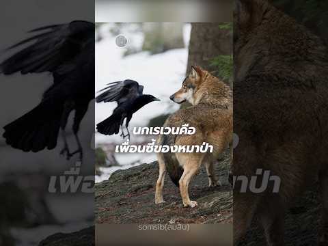นกเรนเพื่อนซี้หมาป่า #หมาป่า #ความรู้ #สาระ #shots